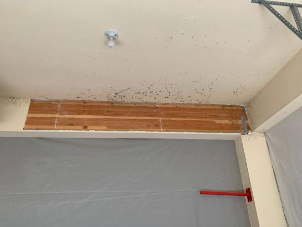 Mold Removal for HVAC Installations in Versailles, OH